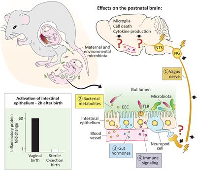 First Encounters: Effects of the Microbiota on Neonatal Brain Development